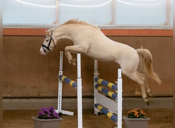 Welsh-B, Hengst, 6 Jaar, 135 cm, Perlino