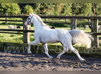 Welsh-B, Hengst, 11 Jahre, 135 cm, Schimmel