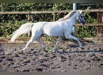 Welsh-B, Hengst, 11 Jahre, 135 cm, Schimmel