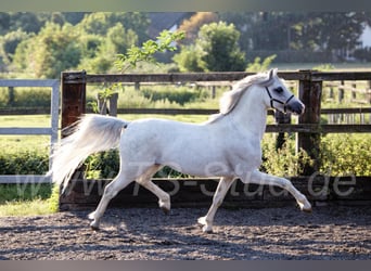 Welsh-B, Hengst, 11 Jahre, 135 cm, Schimmel