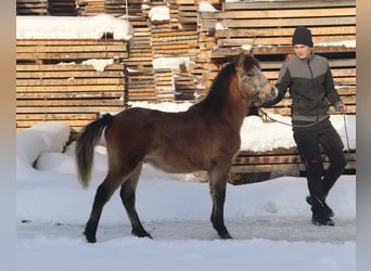 Welsh-B, Hengst, veulen (04/2023), 135 cm, Brown Falb schimmel