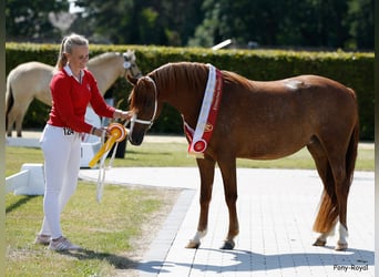 Welsh-B, Hengst, Veulen (06/2025), 135 cm, Vos