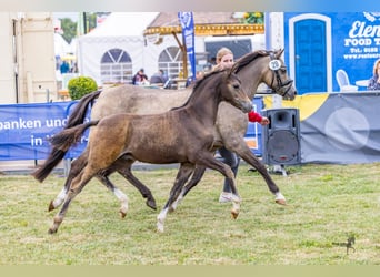 Welsh-B, Hengst, Veulen (05/2025), Bruin