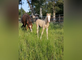 Welsh-B, Hengst, Veulen (06/2025), Palomino