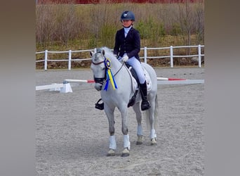 Welsh-B, Hengst, 13 Jahre, 130 cm, Schimmel