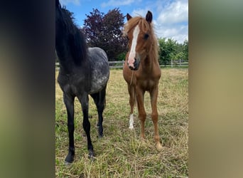 Welsh B, Hingst, 1 år