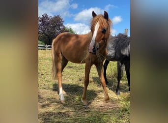 Welsh B, Hingst, 1 år