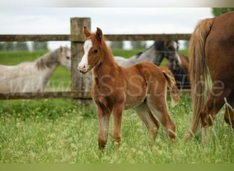 Welsh B, Hingst, 2 år, 135 cm, fux