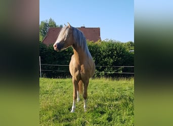 Welsh B, Hingst, 6 år, 126 cm, Palomino