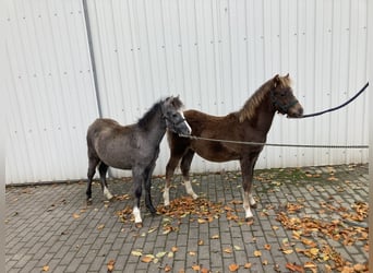 Welsh B, Hingst, Föl (01/2023), fux