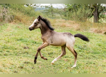 Welsh B, Hingst, Föl (01/2024), Gråskimmel