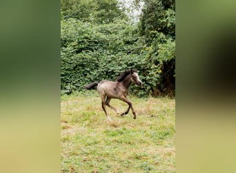 Welsh B, Hingst, Föl (01/2024), Gråskimmel