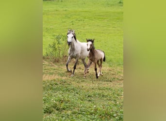 Welsh B, Hingst, Föl (01/2024), Gråskimmel