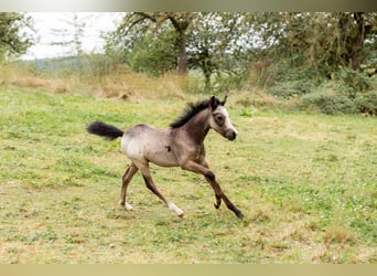 Welsh B, Hingst, Föl (01/2024), Gråskimmel