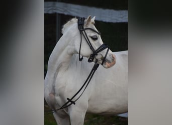 Welsh B, Hongre, 10 Ans, 128 cm, Gris