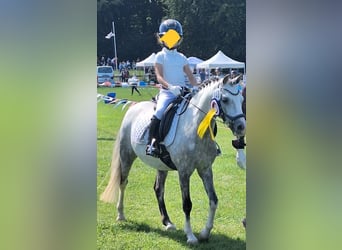 Welsh B, Hongre, 10 Ans, 132 cm, Gris pommelé