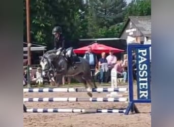 Welsh B, Hongre, 10 Ans, 132 cm, Gris pommelé
