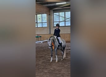 Welsh B, Hongre, 10 Ans, 132 cm, Gris pommelé