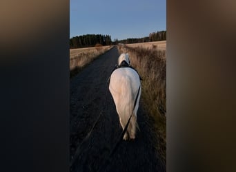 Welsh B, Hongre, 11 Ans, 125 cm