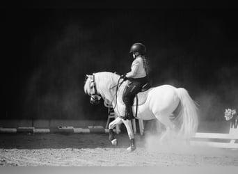 Welsh B, Hongre, 11 Ans, 125 cm