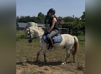 Welsh B, Hongre, 11 Ans, 125 cm, Rouan bleu