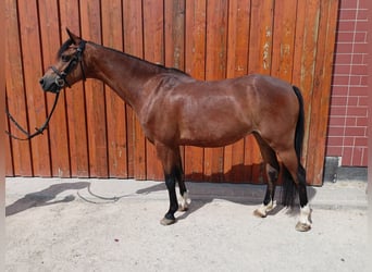 Welsh B, Hongre, 11 Ans, 136 cm, Bai