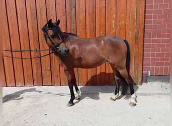 Welsh B, Hongre, 11 Ans, 136 cm, Bai