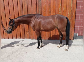 Welsh B, Hongre, 11 Ans, 136 cm, Bai