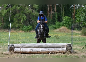 Welsh B, Hongre, 12 Ans, 125 cm, Noir