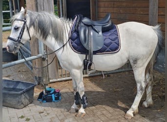Welsh B, Hongre, 12 Ans, 134 cm, Gris