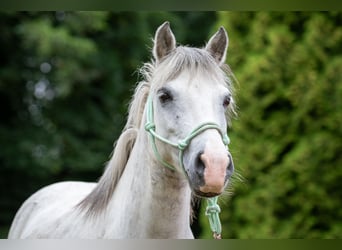 Welsh B Croisé, Hongre, 13 Ans, 130 cm, Gris pommelé