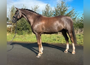 Welsh B, Hongre, 13 Ans, 155 cm, Alezan brûlé