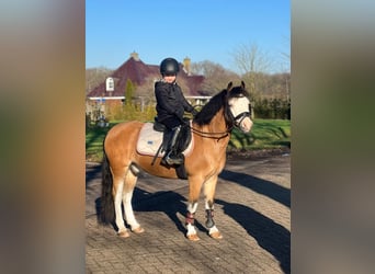 Welsh B, Hongre, 14 Ans, 123 cm, Cremello