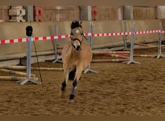 Welsh B, Hongre, 15 Ans, 130 cm, Isabelle