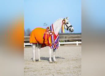 Welsh B Croisé, Hongre, 16 Ans, 124 cm, Gris