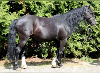 Welsh B, Hongre, 16 Ans, 125 cm, Bai brun foncé