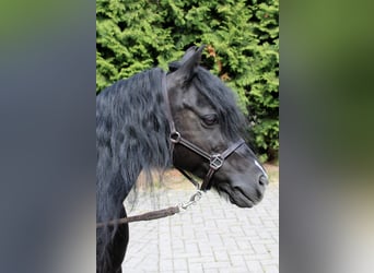 Welsh B, Hongre, 16 Ans, 125 cm, Bai brun foncé