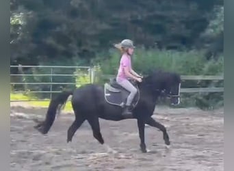 Welsh B, Hongre, 16 Ans, 132 cm, Noir
