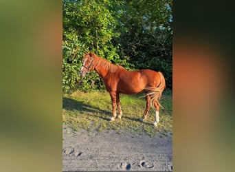 Welsh B Croisé, Hongre, 17 Ans, 130 cm, Alezan