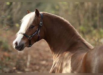 Welsh B, Hongre, 2 Ans, 126 cm, Alezan