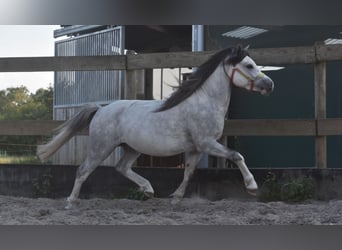 Welsh B, Hongre, 3 Ans, 120 cm, Gris