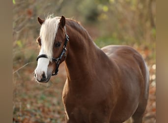 Welsh B, Hongre, 3 Ans, 126 cm, Alezan