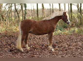 Welsh B, Hongre, 3 Ans, 126 cm, Alezan