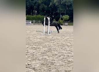 Welsh B, Hongre, 3 Ans, 127 cm, Noir