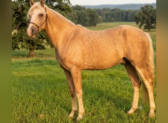 Welsh B, Hongre, 3 Ans, 136 cm, Palomino