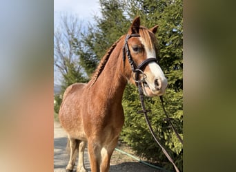 Welsh B, Hongre, 4 Ans, 115 cm, Alezan brûlé