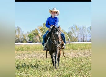 Welsh B, Hongre, 4 Ans, 122 cm, Bai cerise