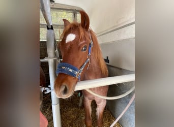 Welsh B Croisé, Hongre, 4 Ans, 125 cm, Rouan Rouge