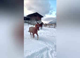 Welsh B Croisé, Hongre, 4 Ans, 125 cm, Rouan Rouge