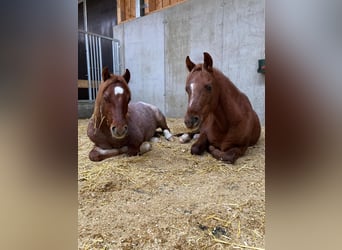 Welsh B Croisé, Hongre, 4 Ans, 125 cm, Rouan Rouge